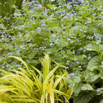 Brunnera macrophylla Jack Frost PP13859, CPBR1799 Jack Frost Siberian Bugloss
