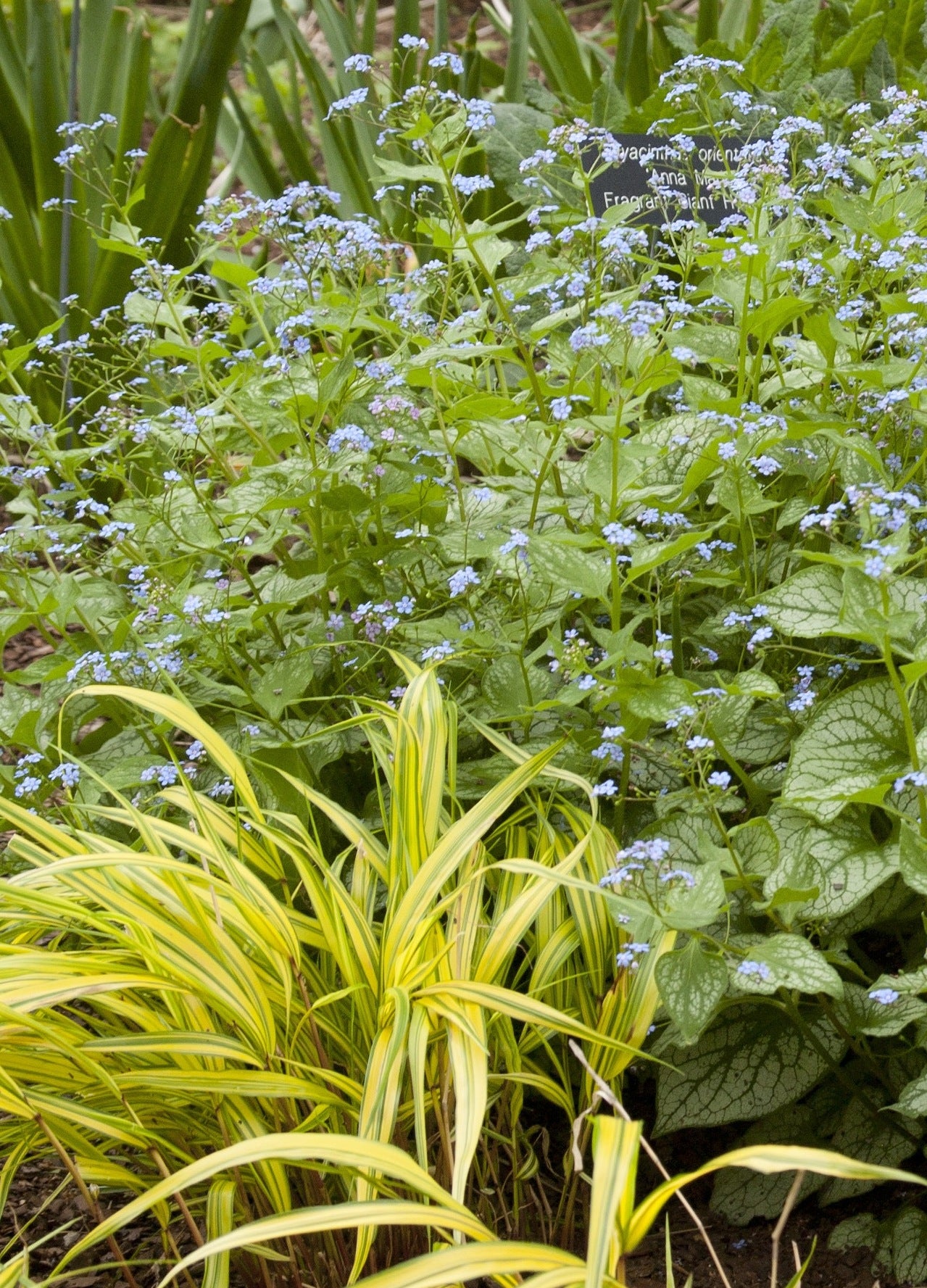 Brunnera macrophylla Jack Frost PP13859, CPBR1799 Jack Frost Siberian Bugloss