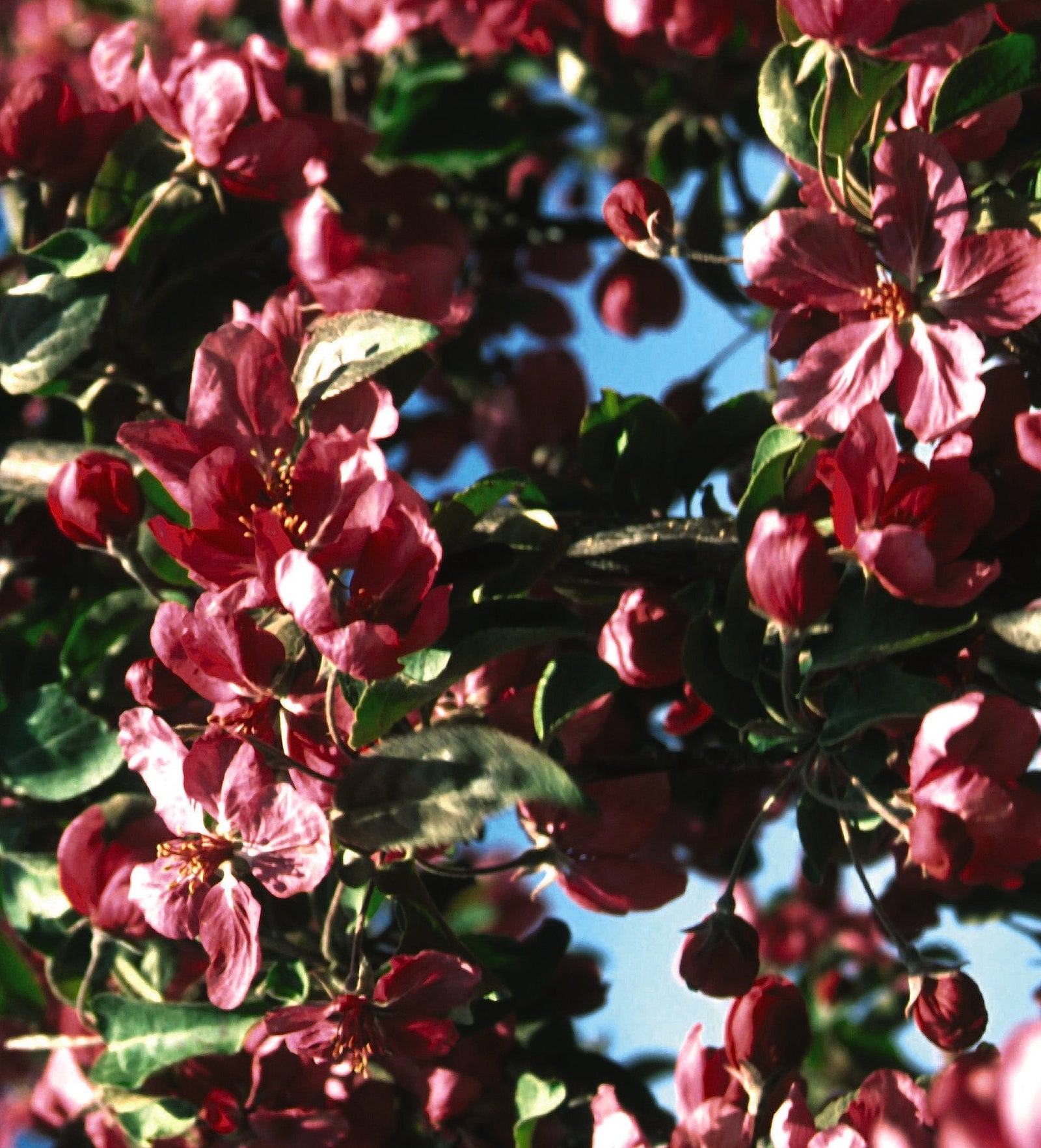 Malus Red Barron Red Barron Crabapple