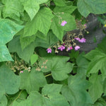 Rubus odoratus Flowering Raspberry