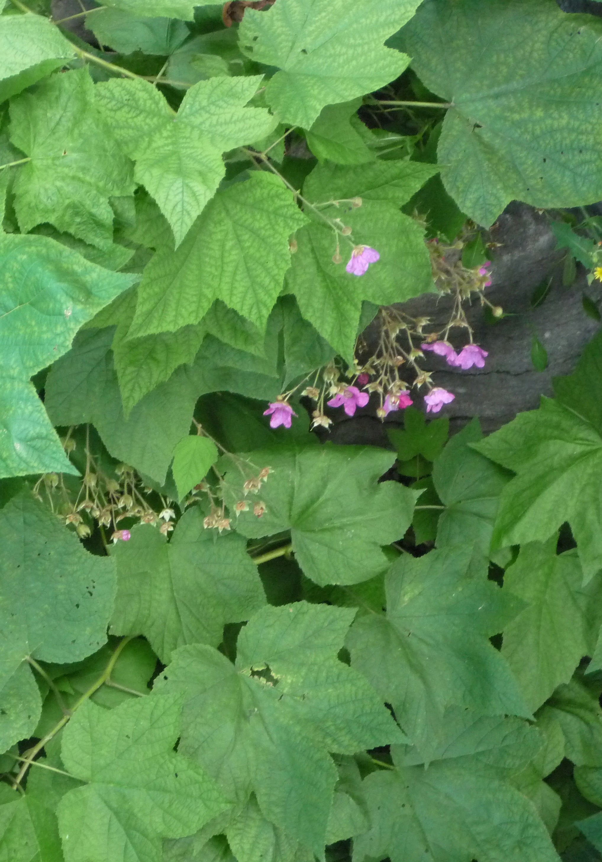 Rubus odoratus Flowering Raspberry