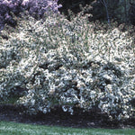 Malus sargentii Sargent Crabapple