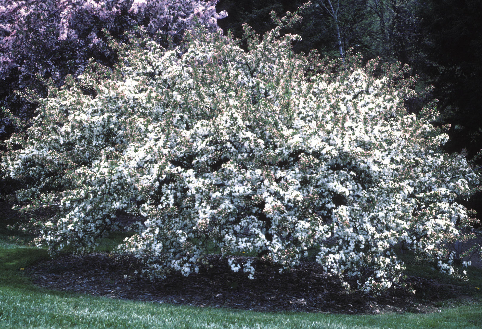 Malus sargentii Sargent Crabapple