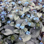 Brunnera macrophylla Looking Glass PP17829, CPBR3115 Siberian Bugloss