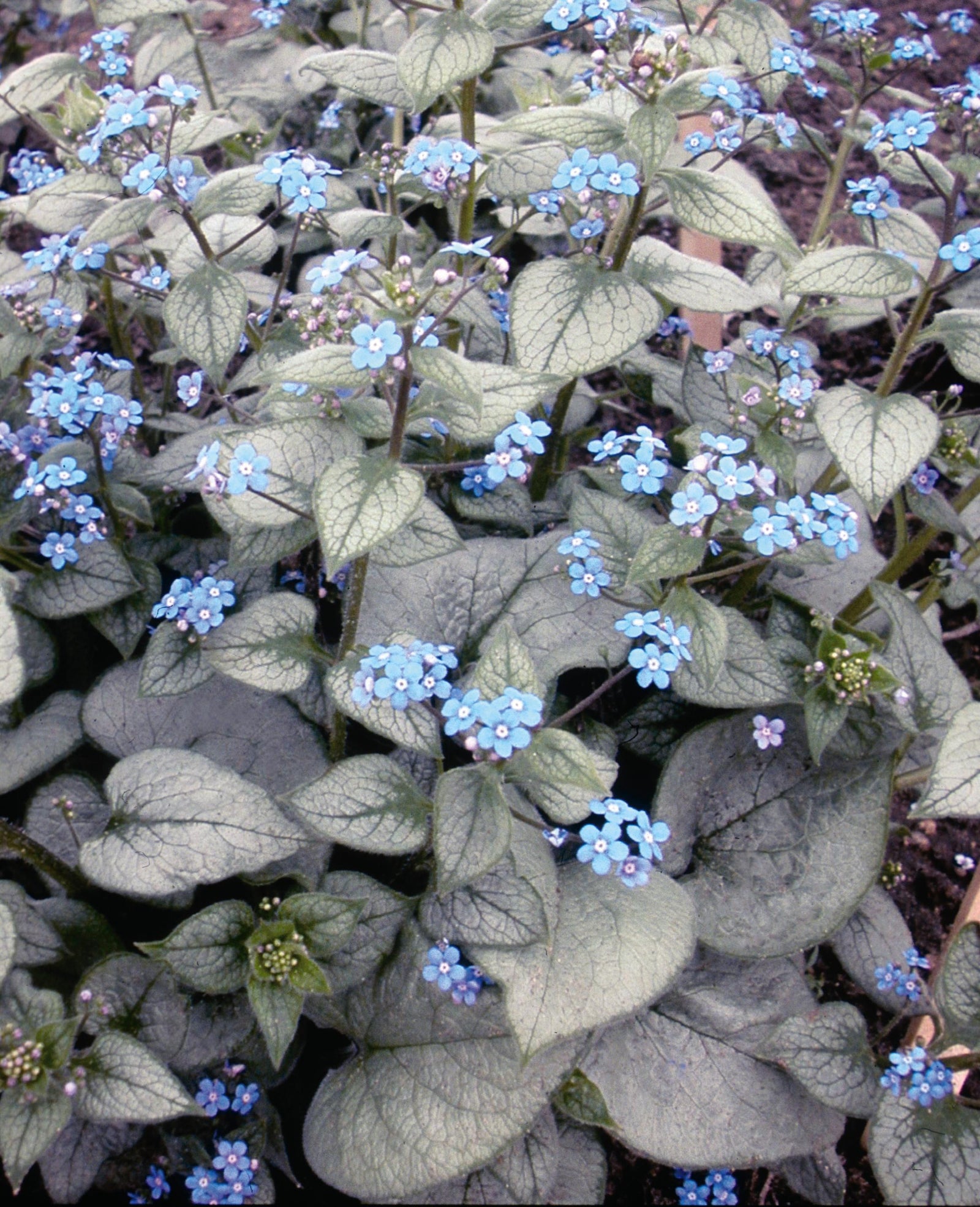 Brunnera macrophylla Looking Glass PP17829, CPBR3115 Siberian Bugloss