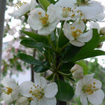 Malus sargentii Rosea Pink Sargent Crabapple