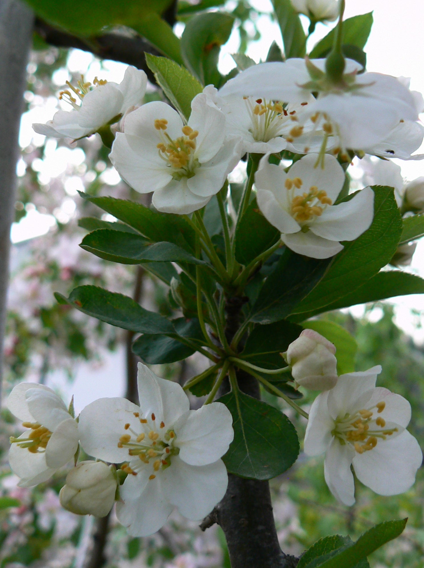 Malus sargentii Rosea Pink Sargent Crabapple