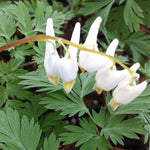 Dicentra cucullaria Dutchman's Breeches