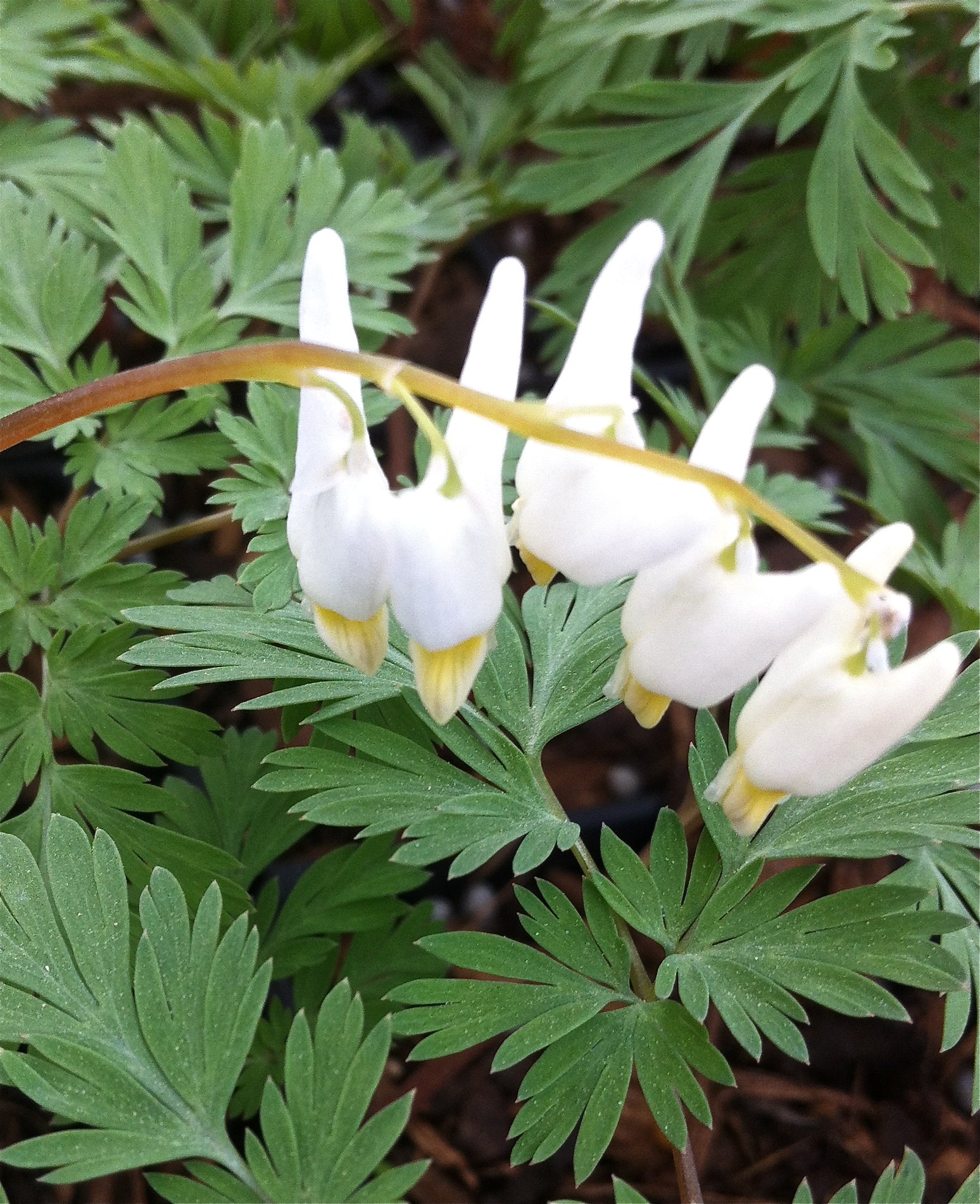 Dicentra cucullaria Dutchman's Breeches