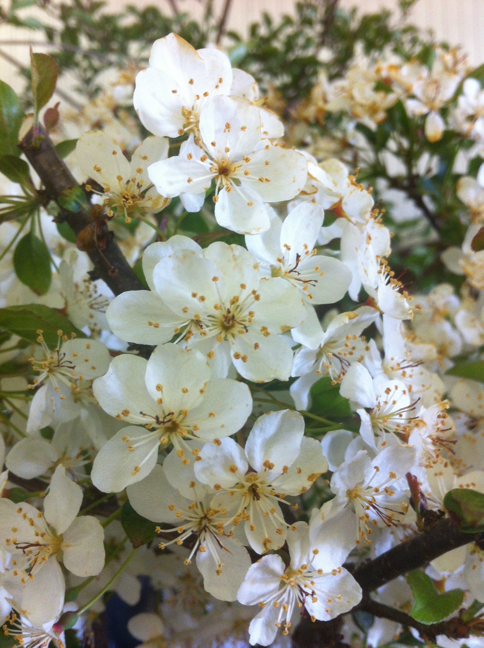 Malus sargentii Tina Tina Crabapple
