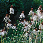 Echinacea pallida Pale Purple Coneflower