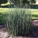 Equisetum hyemale Scouring Rush