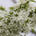 Malus Snowdrift Snowdrift Crabapple