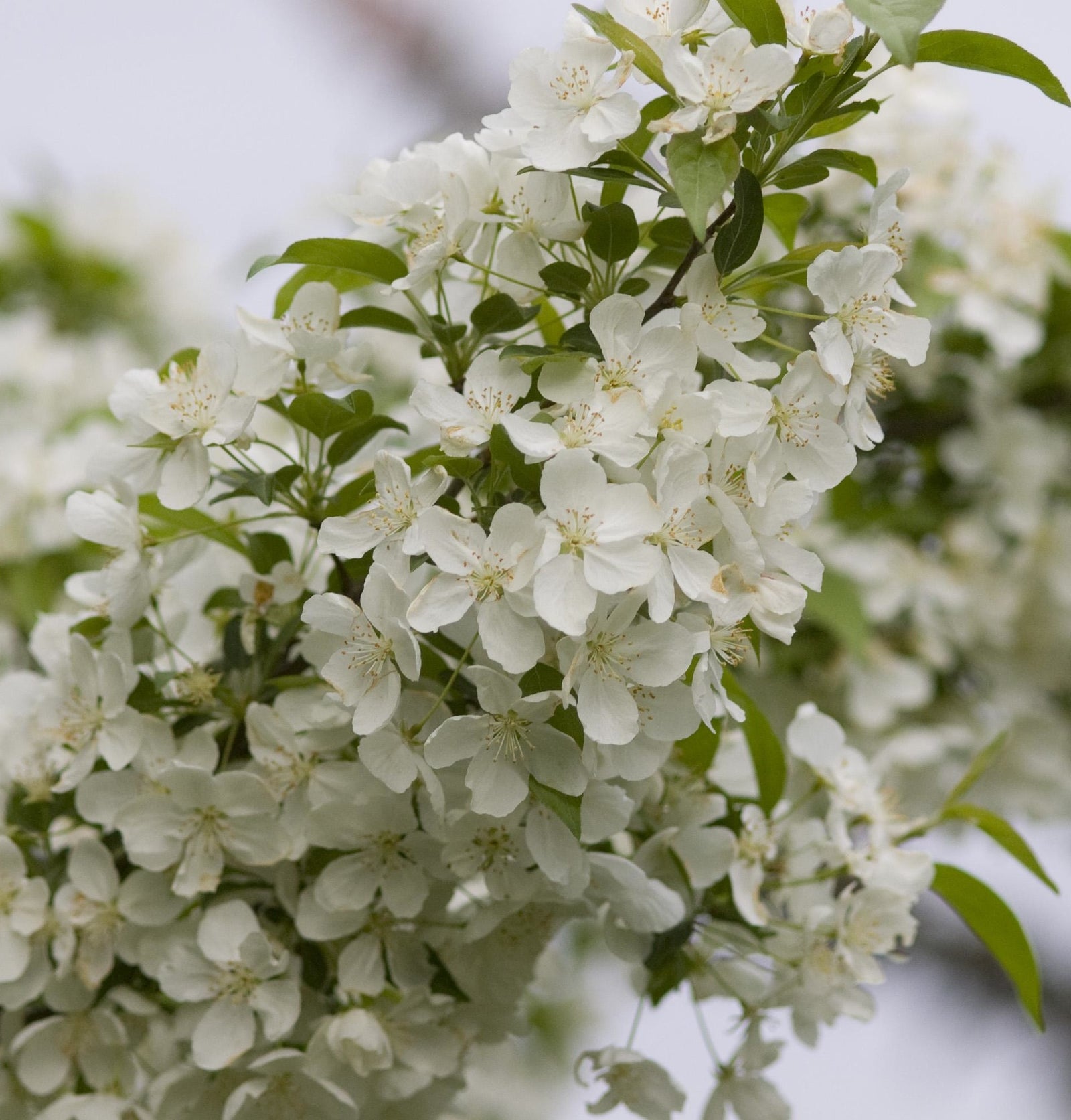 Malus Snowdrift Snowdrift Crabapple