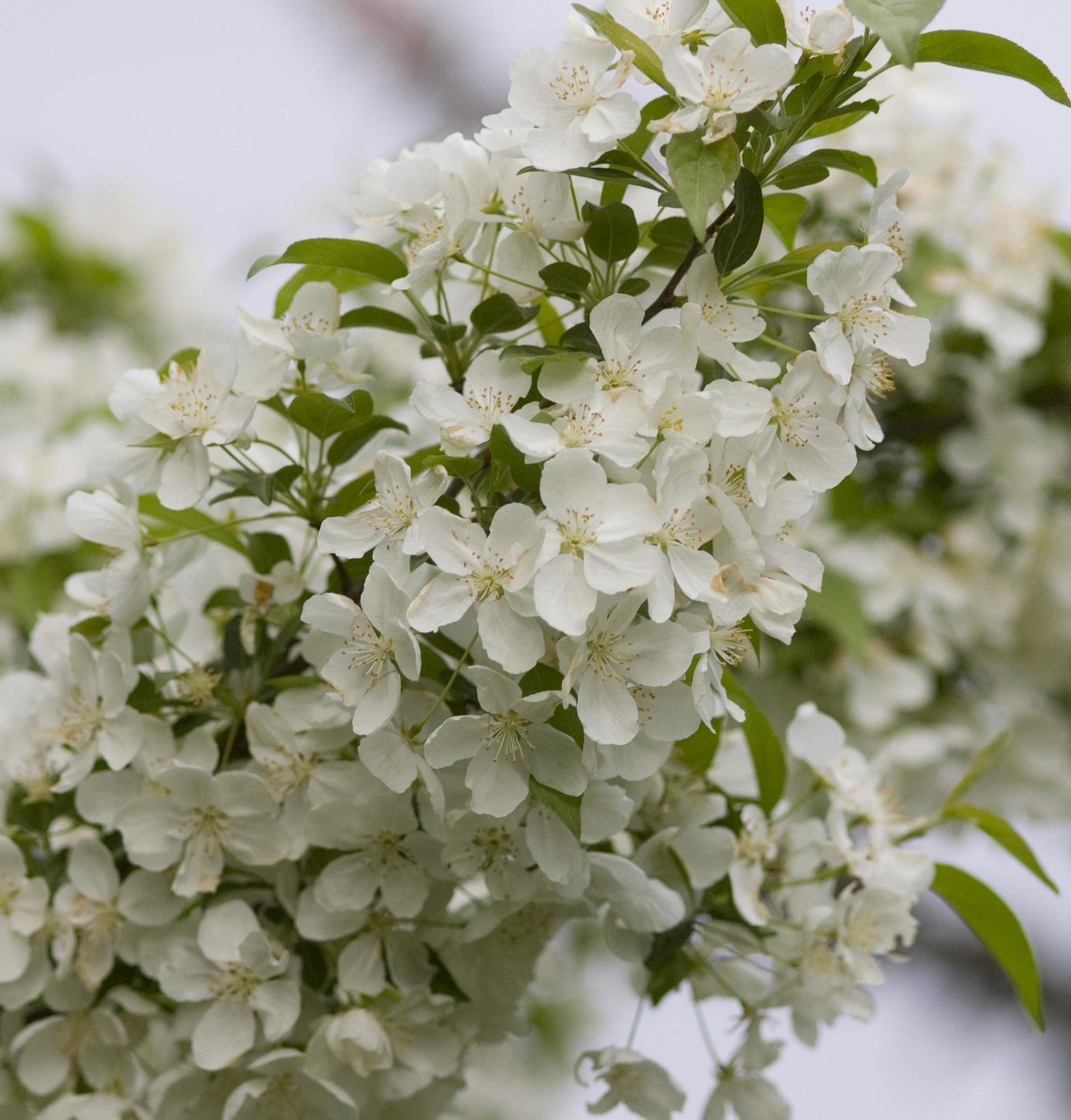 Malus Snowdrift Snowdrift Crabapple