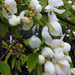 Malus Spring Snow PP2667 Spring Snow Crabapple