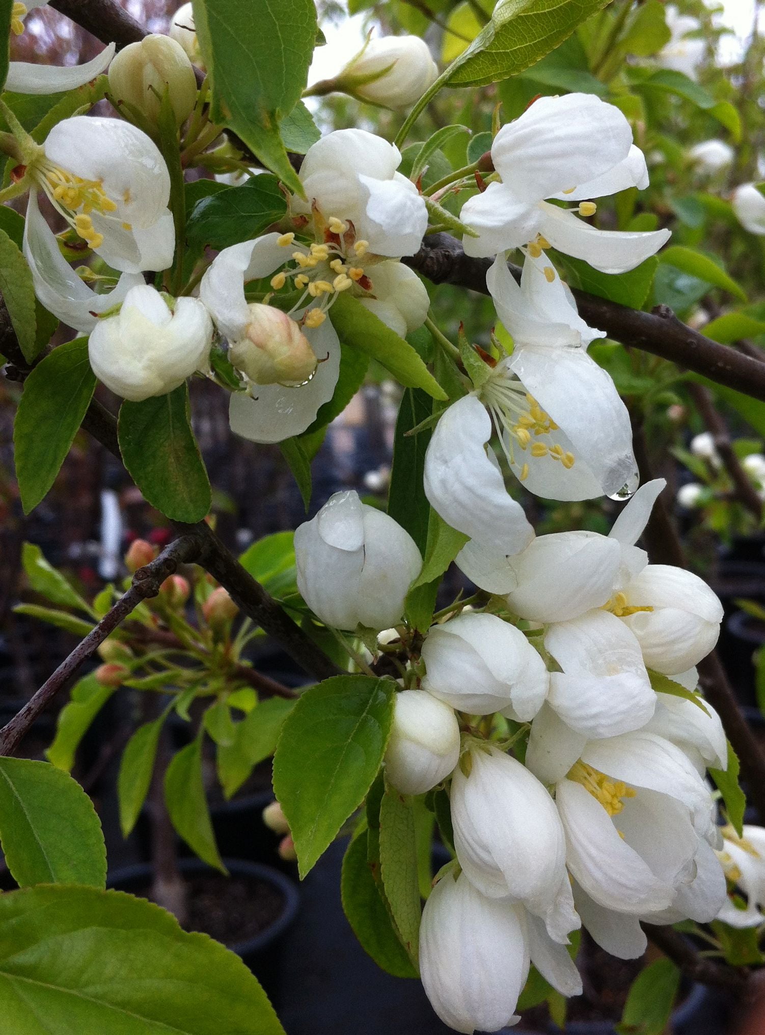Malus Spring Snow PP2667 Spring Snow Crabapple