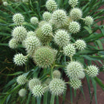 Eryngium yuccifolium Rattlesnake Master