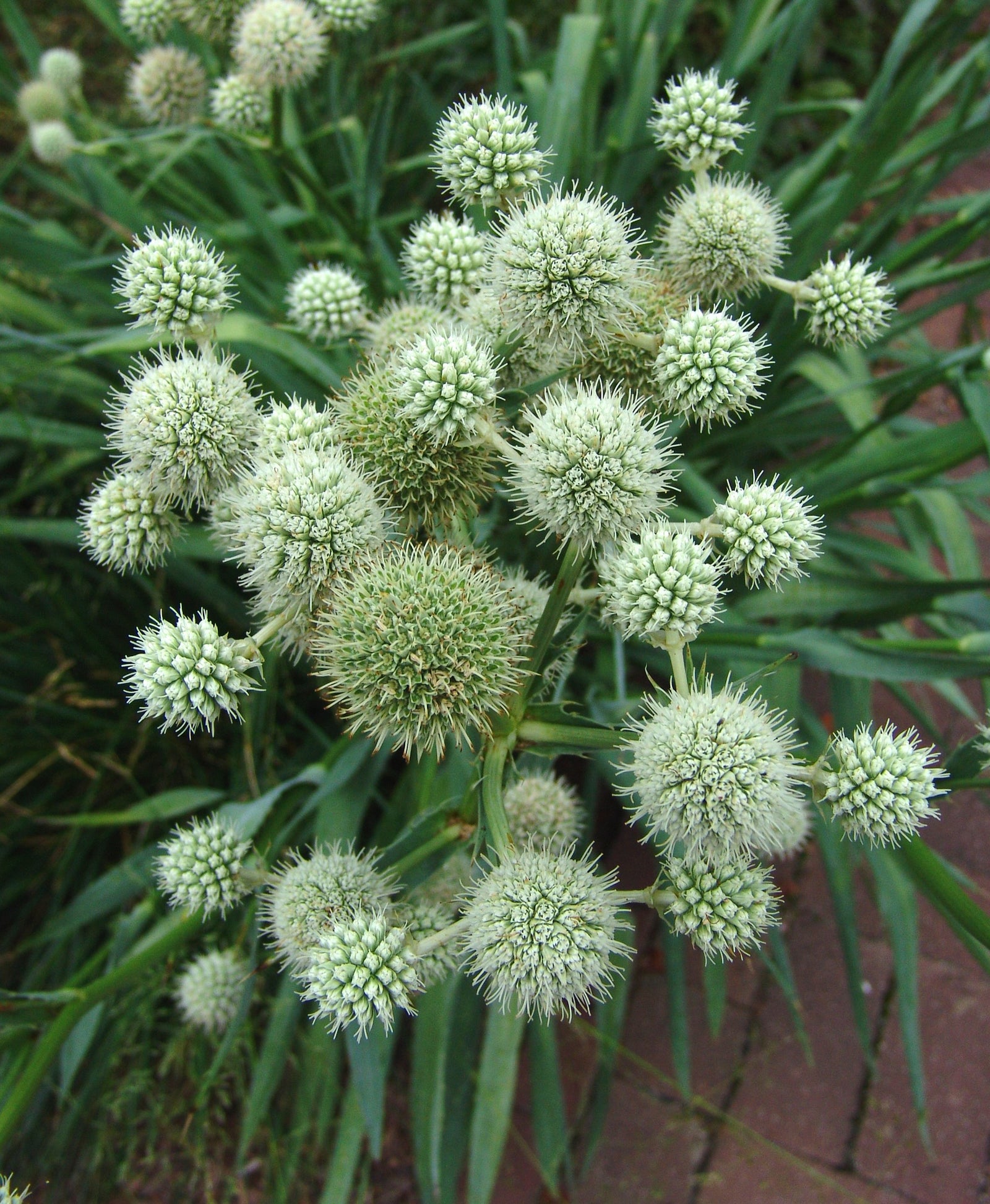 Eryngium yuccifolium Rattlesnake Master