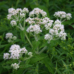 Eupatorium perfoliatum Boneset