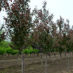 Malus Velvet Pillar Velvetcole Velvet Pillar Crabapple