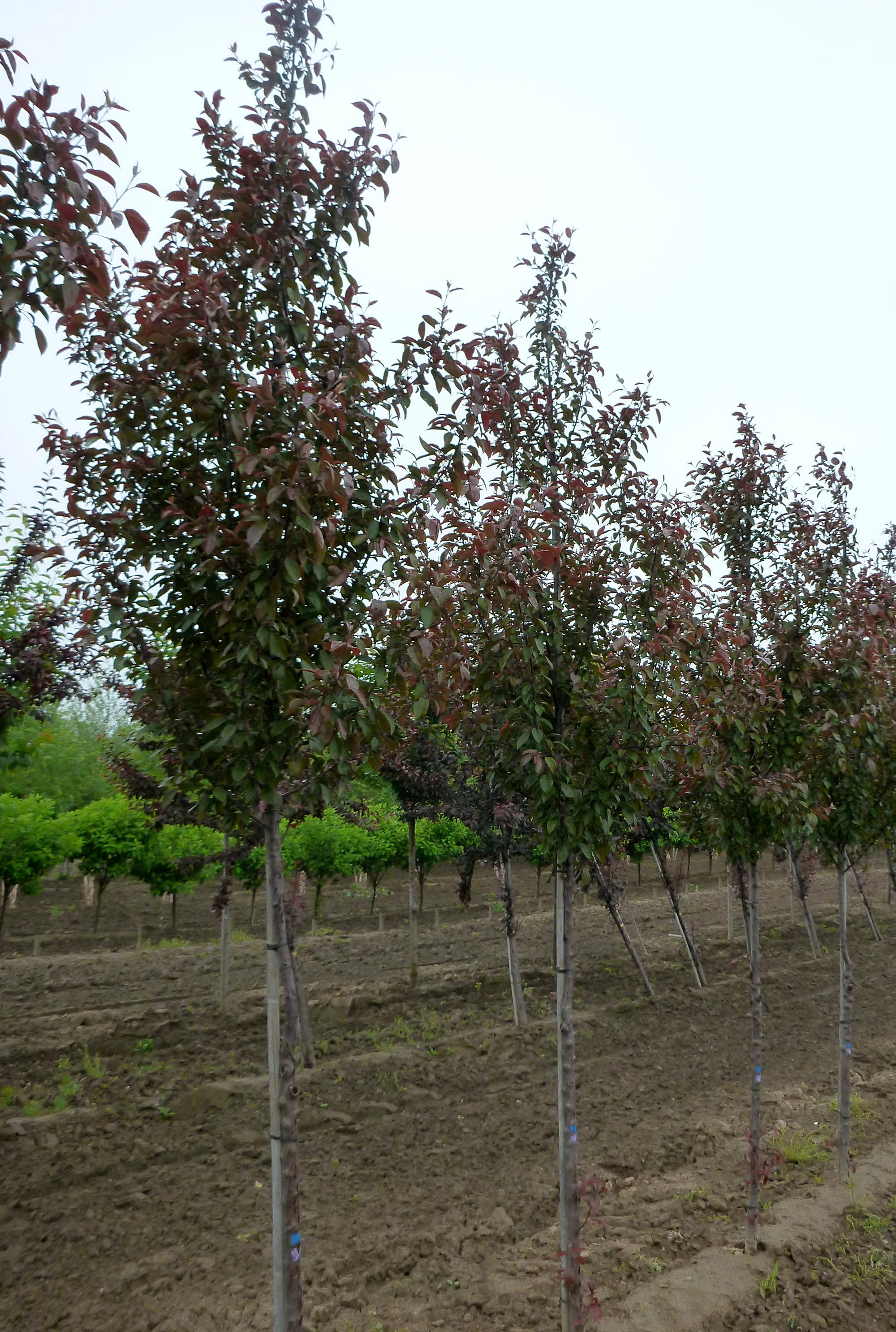 Malus Velvet Pillar Velvetcole Velvet Pillar Crabapple