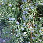 Juniperus virginiana Grey Owl Grey Owl Juniper