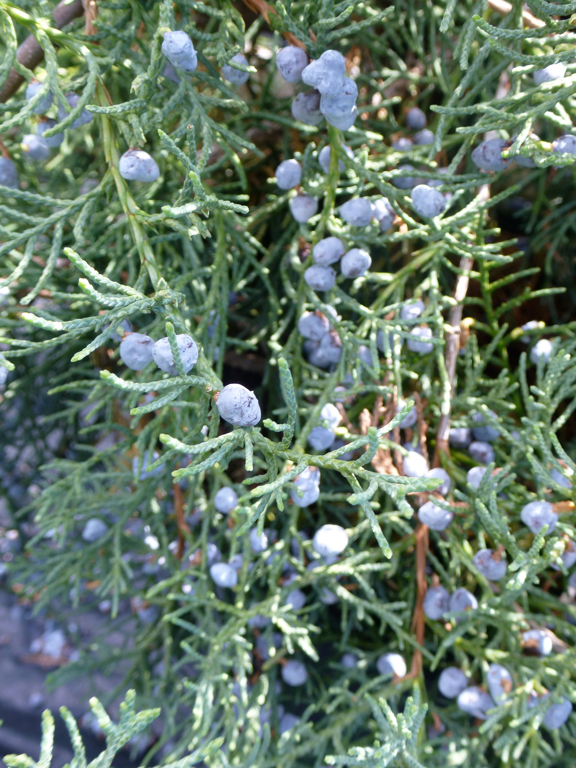 Juniperus virginiana Grey Owl Grey Owl Juniper
