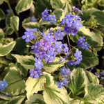 Brunnera macrophylla Dawson's White Siberian Bugloss