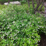 Gillenia trifoliata Bowman's Root