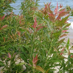 Salix eriocephala Heart leaved Willow