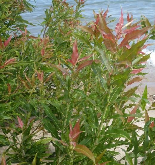 Salix eriocephala Heart leaved Willow