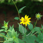 Helianthus divaricatus Woodland Sunflower