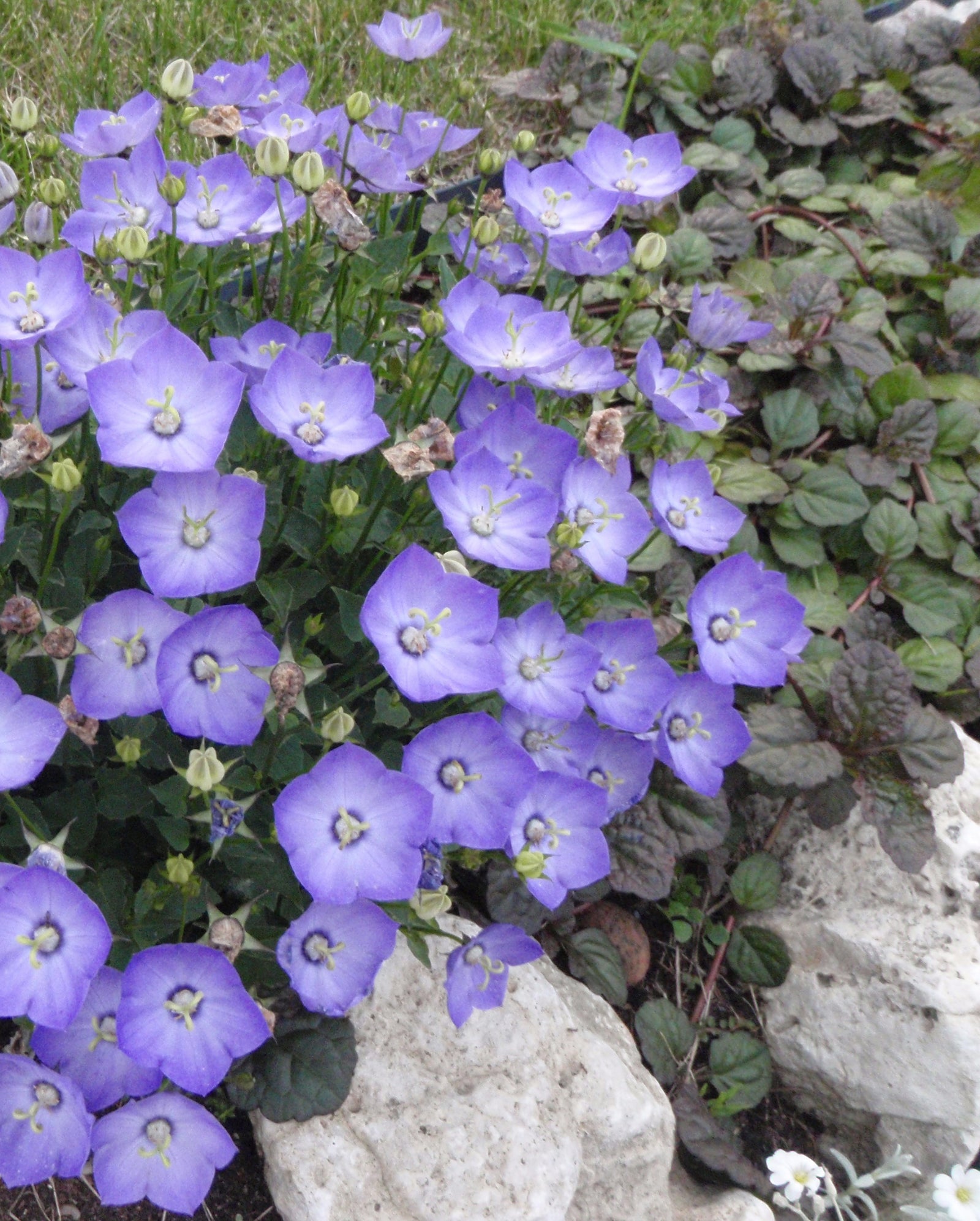 Campanula carpatica Blue Clips Carpathian Bellflower
