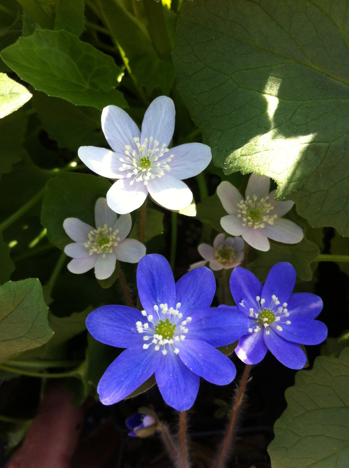 Round-lobed Hepatica – GardenTap