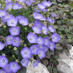 Campanula carpatica Blue Clips Blue Clips' Carpathian Bellflower