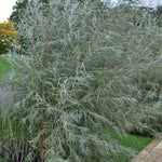 Salix exigua Sandbar Willow