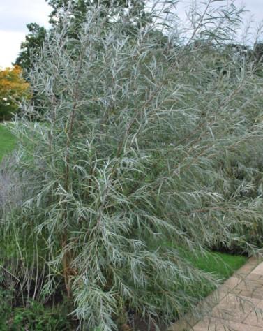 Salix exigua Sandbar Willow