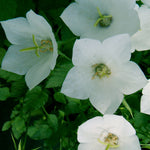 Campanula carpatica White Clips White Clips' Carpathian Bellflower