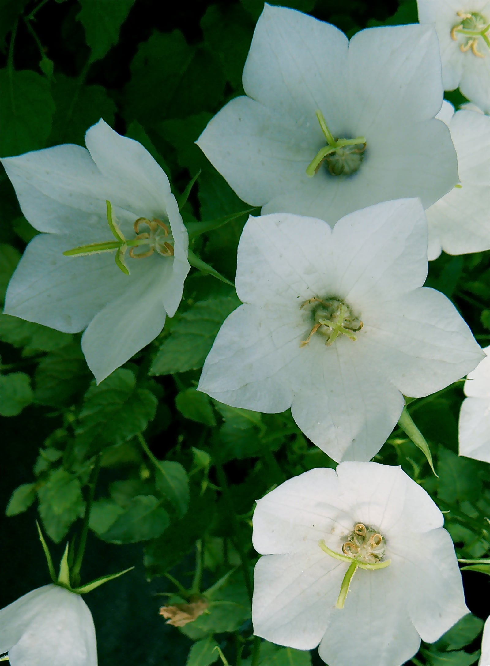 Campanula carpatica White Clips White Clips' Carpathian Bellflower