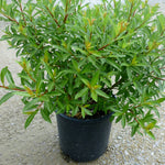 Salix gracilistyla Melanostachys Black Pussy Willow