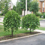 Morus alba Pendula (non fruiting) Weeping Mulberry
