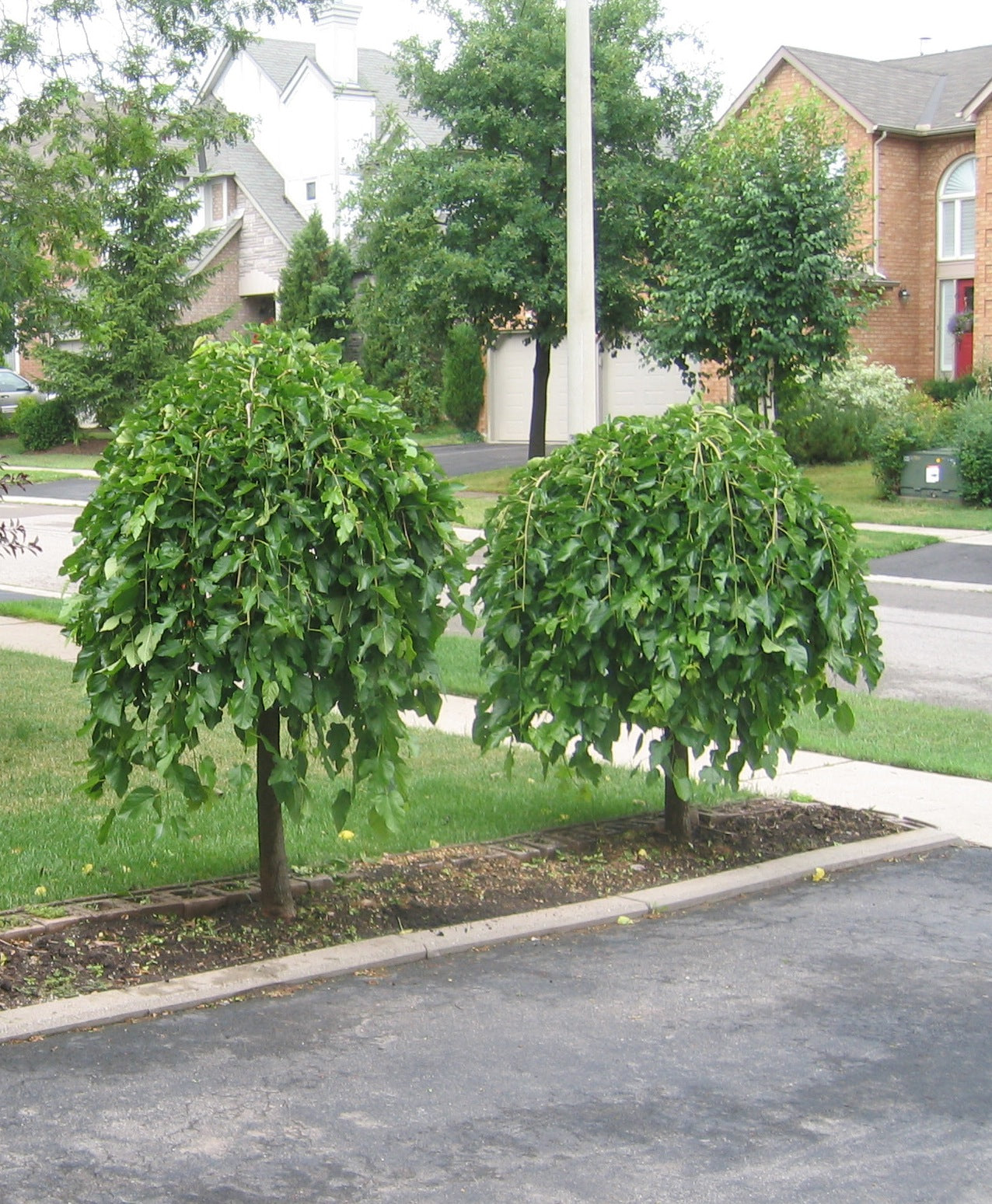 Morus alba Pendula (non fruiting) Weeping Mulberry