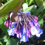Mertensia virginica Virginia Bluebells