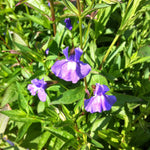 Mimulus ringens Monkey Flower