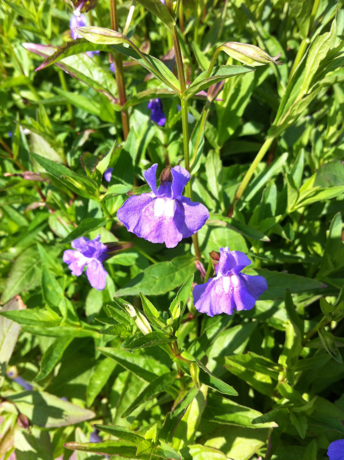 Mimulus ringens Monkey Flower