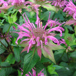 Monarda fistulosa Wild Bergamot