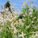 Salix integra Flamingo PP17490, COPF Flamingo Willow