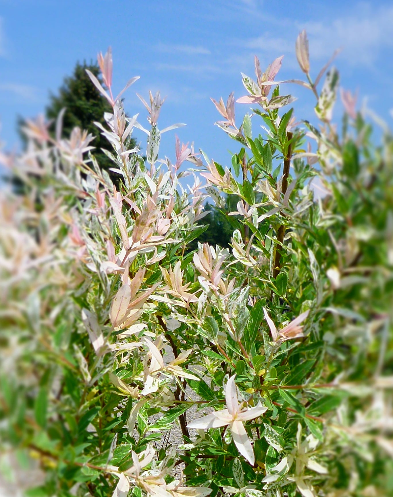 Salix integra Flamingo PP17490, COPF Flamingo Willow