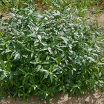 Salix lucida Shining Willow
